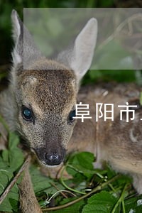 阜阳市工期纠纷法律顾问 阜阳市工期纠纷法律顾问