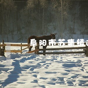 阜阳市苏集镇违法占地李 阜阳市苏集镇违法占地李