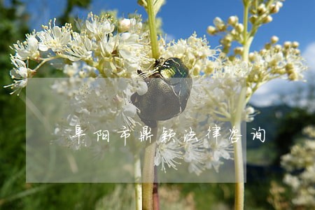 阜阳市鼎颖法律咨询 阜阳市鼎颖法律咨询