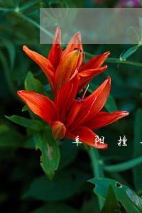阜阳擅长债务律师推荐 阜阳擅长债务律师推荐