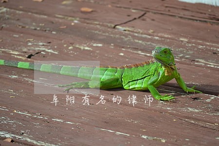 阜阳有名的律师 阜阳有名的律师
