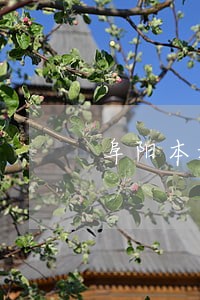 阜阳本地临泉民事债务律师 阜阳本地临泉民事债务律师