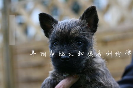 阜阳本地太和债务纠纷律师 阜阳本地太和债务纠纷律师