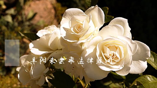 阜阳朱云飞法律顾问 阜阳朱云飞法律顾问