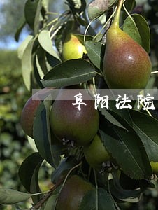 阜阳法院公告费用 阜阳法院公告费用