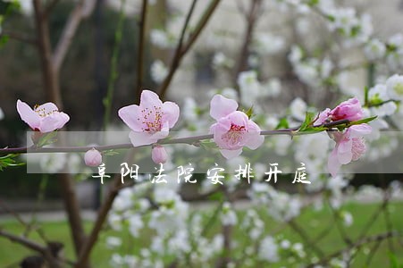 阜阳法院安排开庭 阜阳法院安排开庭