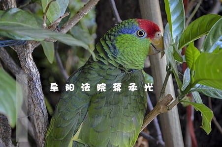 阜阳法院蒋承光