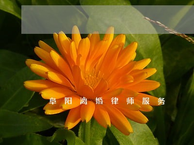 阜阳离婚律师服务 阜阳离婚律师服务