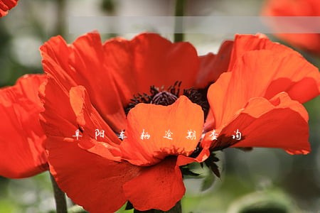 阜阳车辆逾期查询