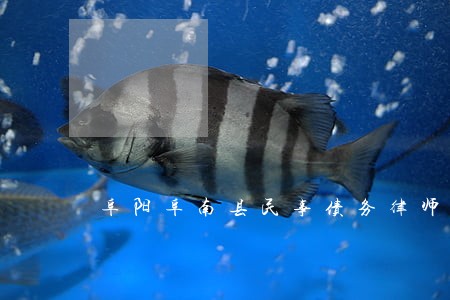 阜阳阜南县民事债务律师 阜阳阜南县民事债务律师