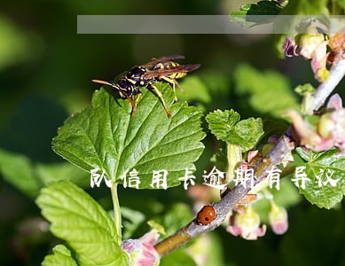 队信用卡逾期有异议 队信用卡逾期有异议