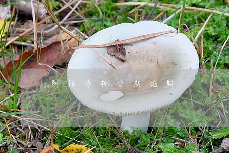 阡陌手机分期逾期 阡陌手机分期逾期