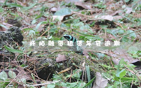 阡陌融资租赁车贷逾期 阡陌融资租赁车贷逾期