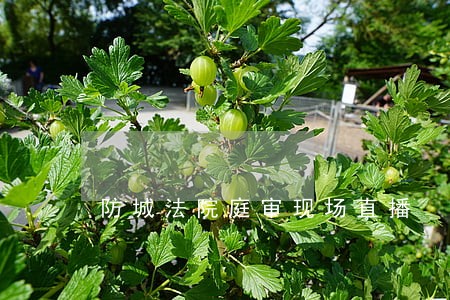 防城法院庭审现场直播 防城法院庭审现场直播
