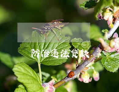 防治违法贷款 防治违法贷款