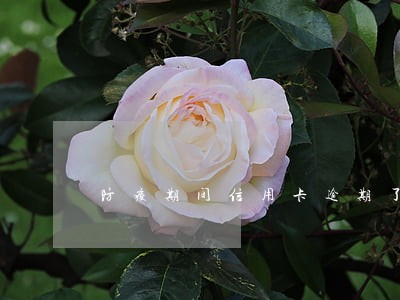 防疫期间信用卡逾期了7天 防疫期间信用卡逾期了7天