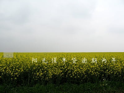阳光保单贷逾期两年 阳光保单贷逾期两年