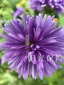 阳光保险b款分红型逾期多久失效 阳光保险b款分红型逾期多久失效