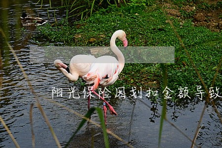 阳光保险因划扣金额导致我逾期 阳光保险因划扣金额导致我逾期