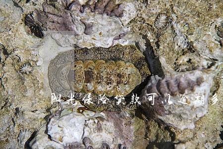 阳光保险贷款可以逾期多久 阳光保险贷款可以逾期多久