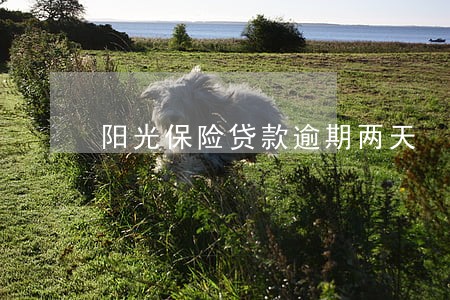 阳光保险贷款逾期两天 阳光保险贷款逾期两天