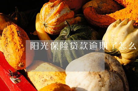 阳光保险贷款逾期了怎么办 阳光保险贷款逾期了怎么办