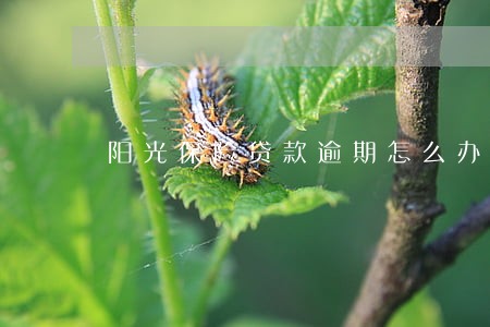 阳光保险贷款逾期怎么办 阳光保险贷款逾期怎么办