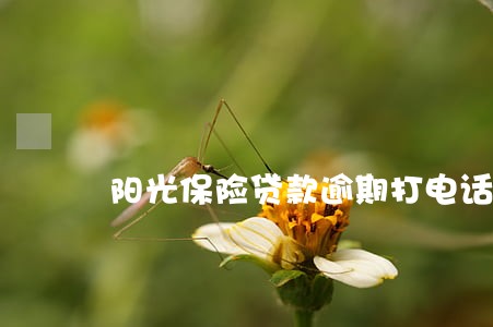 阳光保险贷款逾期打电话 阳光保险贷款逾期打电话