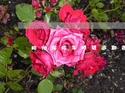 阳光保险车抵贷逾期会私自拖车吗 阳光保险车抵贷逾期会私自拖车吗