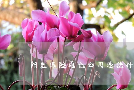 阳光保险通化公司违法计提手续费 阳光保险通化公司违法计提手续费