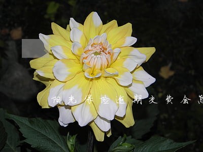 阳光保险逾期交费会怎么样