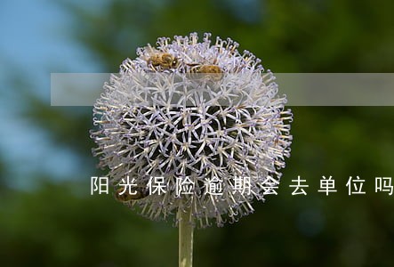 阳光保险逾期会去单位吗
