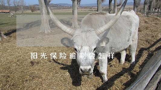 阳光保险逾期会怎样