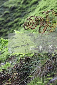 阳光保险逾期会黑户么 阳光保险逾期会黑户么