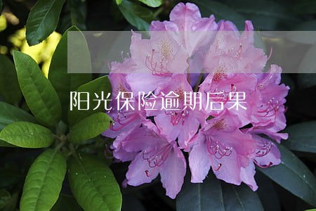 阳光保险逾期后果 阳光保险逾期后果