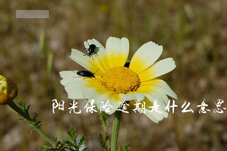 阳光保险逾期是什么意思 阳光保险逾期是什么意思