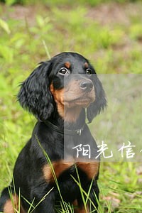 阳光信保普惠贷款产生逾期