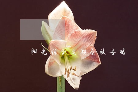 阳光信贷逾期会被告吗 阳光信贷逾期会被告吗