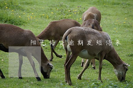 阳光信贷逾期发短信来