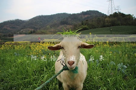 阳光信贷逾期后果