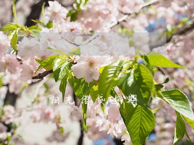 阳光借贷逾期 阳光借贷逾期