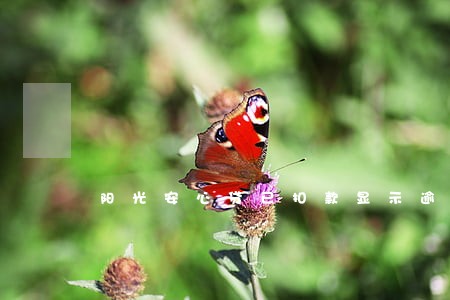 阳光安心贷已扣款显示逾期 阳光安心贷已扣款显示逾期
