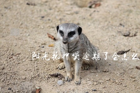 阳光抵押贷逾期了会怎么样 阳光抵押贷逾期了会怎么样