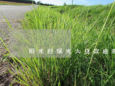 阳光担保光大贷款逾期 阳光担保光大贷款逾期