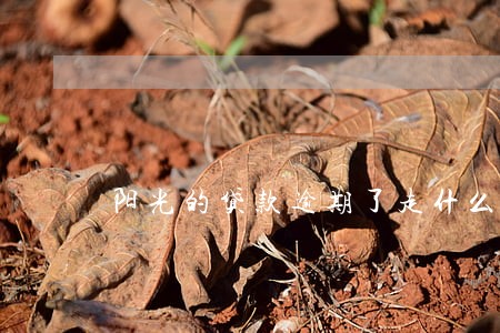 阳光的贷款逾期了走什么流程 阳光的贷款逾期了走什么流程