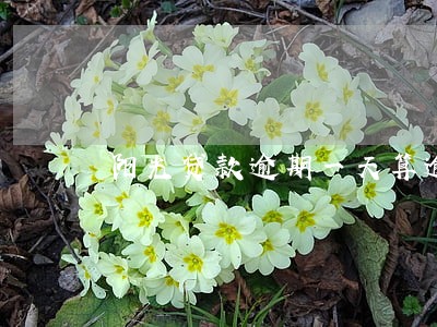 阳光贷款逾期一天算逾期吗 阳光贷款逾期一天算逾期吗