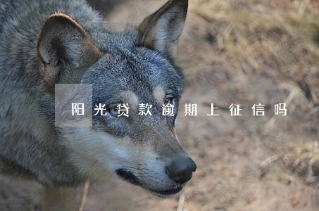 阳光贷款逾期上征信吗 阳光贷款逾期上征信吗