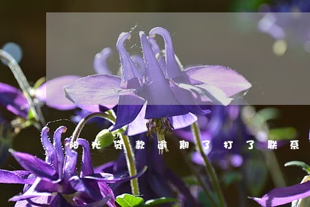 阳光贷款逾期了打了联系人 阳光贷款逾期了打了联系人