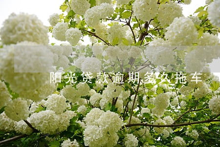 阳光贷款逾期多久拖车 阳光贷款逾期多久拖车