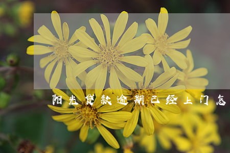 阳光贷款逾期已经上门怎么办 阳光贷款逾期已经上门怎么办